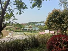 -大塘金香草谷