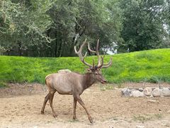 -北京野生动物园