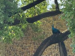 -J Create城市露营咖啡·简餐·宠物(上海动物园店)