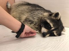 -浣熊柯尔鸭土拨鼠·电玩咖