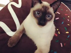 -联萌宠物医院(猫病专科)