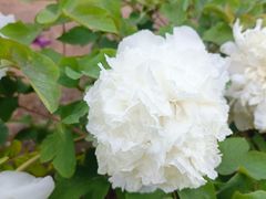 -洛阳市隋唐城遗址植物园