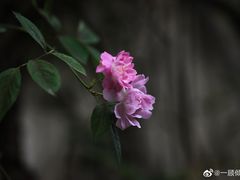 -艺圃