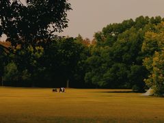 -上海共青森林公园