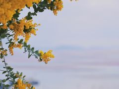 -大京沙滩