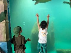-广东惠东海龟国家级自然保护区