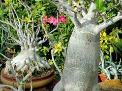 -国家植物园南园