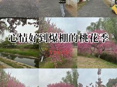 -羊山湖公园