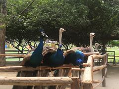 -秀丽东方