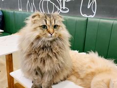 -安格丽娜·狗咖·猫咖羊驼咖(春熙路百盛商场店)