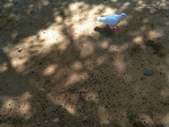 -合肥滨湖国家森林公园