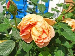 -新虹桥中心花园