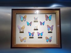 -上海昆虫博物馆