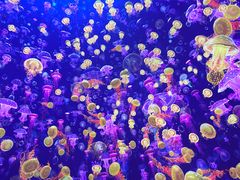 -海合安青岛极地海洋公园