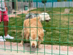 -趣玩宠物乐园寄养训犬训狗游泳池