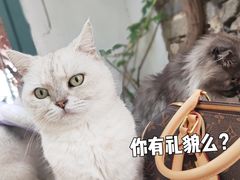-喵屿·大理花园猫咖