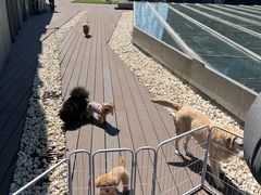 -百好乐宠物友好餐厅(朝外大街店)