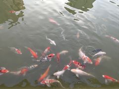 -梧桐人家中国太平国际健康颐养社区