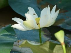 校园-华南师范大学(广州大学城校区)