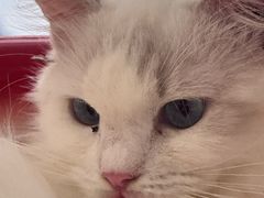 -平行世界·猫咖(首经贸店)