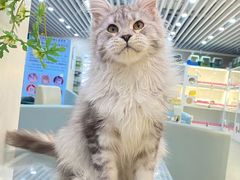 -lincat·猫舍(广州店)