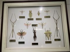 -上海昆虫博物馆