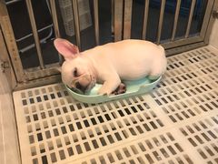 -1013 PET SHOP 宠物商店(近铁城市广场店)