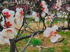-梅花山(明孝陵内)