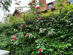 -一尺花园(安和花园店)