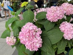 -京北渔家傲