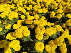 -南宫五洲植物乐园