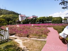 -玫瑰小镇