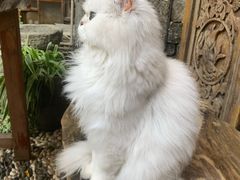 -喵屿·大理花园猫咖