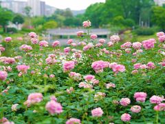 -香蜜公园