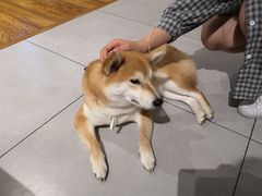 -柴务处·柴犬主题狗咖