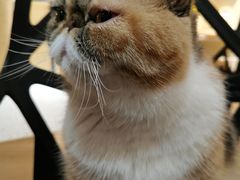 -滚猫咖啡·猫咖·猫友好撸猫(未来城店)
