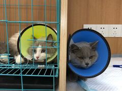 -联合动物医院(光谷诊疗中心)