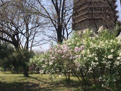 -玲珑塔公园