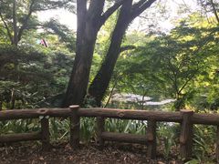 -井之头恩赐公园