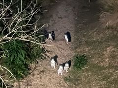 -企鹅岛