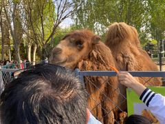 -长白岛森林公园