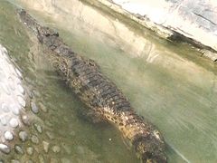 android_upload_pic-石家庄市动物园