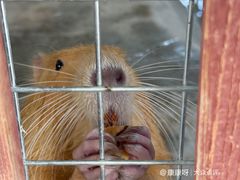 -哈密回王府景区