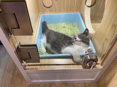 -屋虎猫馆(宝安大仟里店)