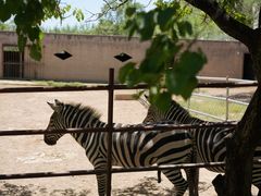 -青藏高原野生动物园