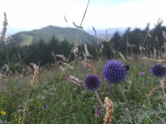 -白草畔自然风景区