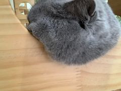 -藏猫猫咖啡主题馆(中央大道店)