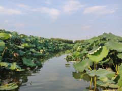 -池杉湖湿地公园
