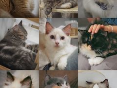 -楼上猫咖(罗湖店)