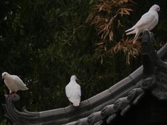 -西安大兴善寺
